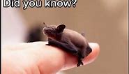 Bumblebee Bat