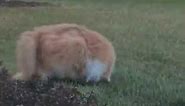 Fat Cat is Running