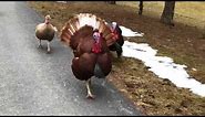 The Running Of The Turkeys