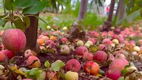 A beautiful Apple Orchard 🍎🍎 ( Barthel Fruit Farm, Wisconsin,USA ). #barthelfruitfarm #naturephotography #naturelover #apple #picking #orchard #usa #picking #chicago #fun #love #viral #reels #instagram #reelsinstagram #iphonephotography #hiking #fall #winter #wisconsin #bd #bdcommunity | It’s Amirah’s Diary
