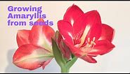 How to grow Amaryllis from seed