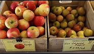Why Honeycrisp Apples Taste So Good, But Are Hard to Grow