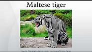 Maltese tiger