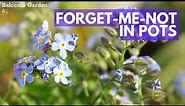 Forget-Me-Not Care In Pots | Growth, Care, Seeds And After-flowering Care 🌿BG