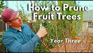 How To Prune Fruit Trees - Peach, Apple, Fig and more