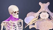 Cervical Spinal Cord Anatomy Animation