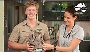 Crucial new facility for wild Koalas | Wildlife Warriors Missions