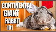 Continental Giant Rabbit 101