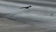 Roadrunner bird running with food