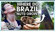 Where do Brazil Nuts Grow? (It's Not just Brazil) | Food Unwrapped