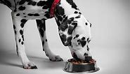 Best dry dog food: kibble for all tastes and requirements