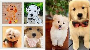 Puppy Pfp - Cute and Preppy Dog Pictures & Logos for TikTok!