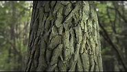 Oak tree bark 02 - seamless photogrammetry textur