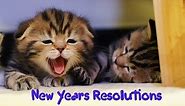 New Year's Resolutions of my Funny Cats and Cute Kittens