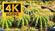 Cactus | footage 4k 60fps.