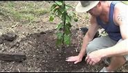 HOW TO GROW A LEMON TREE