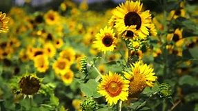 Summer Sunflowers HD Live Wallpaper