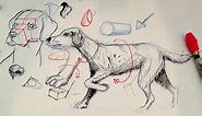 Pen and Ink Drawing Tutorials | How to draw a dog