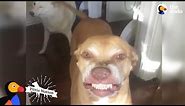 Pit Bull Has The Weirdest, Cutest Smile Ever | The Dodo Pittie Nation