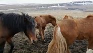 Horses Of The World 4K - Scenic Wildlife Film With Calming Music