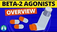 Beta-2 Adrenergic Agonists Medications (OVERVIEW) | Bronchodilators
