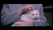 Movie Cat - Mr Bigglesworth gets upset