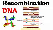 DNA recombination basic