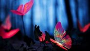 37 Inspirational Butterfly Quotes to Lift Up Your Day