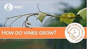 How do vines grow?