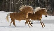 10 European Horse Breeds