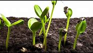 Sunflower Seeds Germination and Growth Time Lapse