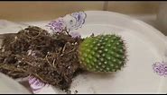 How to SAVE a Rotting Cactus!!!