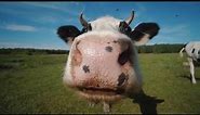 Cow Sniffing Camera Stock Video