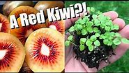 Tasting and Growing RED KIWIFRUIT From Seed!