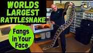 World's LARGEST Rattlesnake? Hybrid vs Hybrid Vigor PLUS Feeding STRIKES Slo Mo