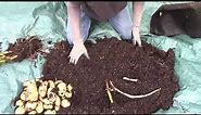 Kennebec Potato Harvest - Grown In 10 Gallon Grow Bag