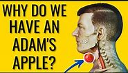 What is the Purpose of the Adams Apple ? - Does everyone have one?