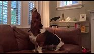 basset hound howling!