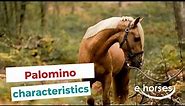 Palomino horse | characteristics, origin & disciplines