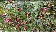 Autumn Olive Berry Identification