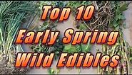 🌿 My Top 10 Early Spring Wild Edibles!