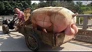 WOW! Amazing Biggest Pig in The World - New Agriculture Technologies
