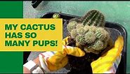 Let's Repot a Cactus | Removing Pups, Change Soil and More!