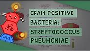 Gram Positive Bacteria: Streptococcus pneumoniae