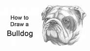 How to Draw a Bulldog (Head Detail)