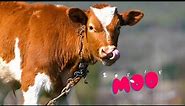 Funny cow dancing Cow moo Cow sound