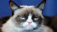 The Absolute Grumpiest Grumpy Cat Memes From Over the Years