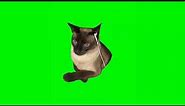 cat listening to music/cat with earbuds meme (green screen)