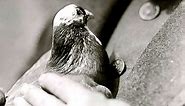 Meet the hero carrier pigeon that saved US troops during a WWI battle 100 years ago