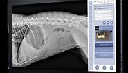 Sound's Veterinary Digital Radiography Portfolio - Fixed and Mobile